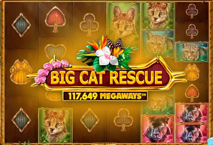 Live dealer blackjack with Conti Casino Mobile App & Gaming: Play Anywhere, Anytime.